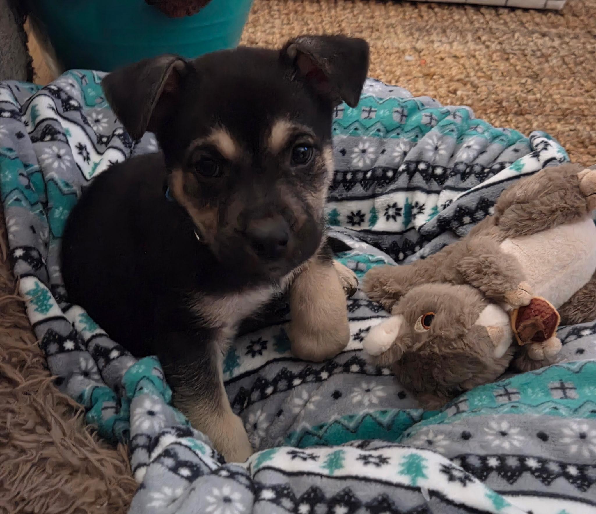 Enlarge Kenji, a ADOPTABLE mixed breed in Jeffersonville, IN image 4/6