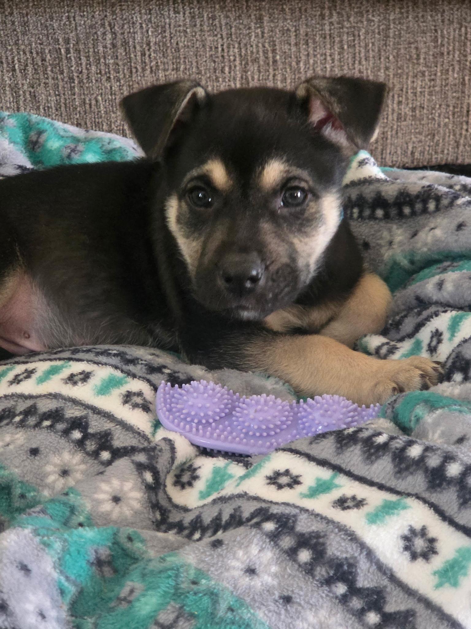 Kenji, ADOPTABLE, Puppy Male American Bully & Shepherd.