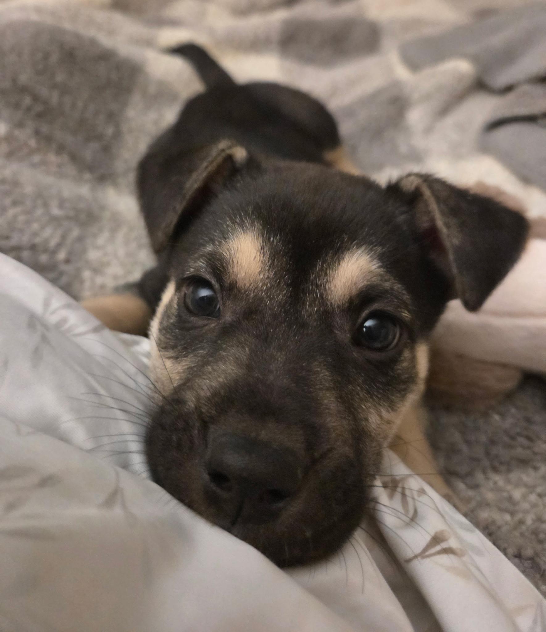 Enlarge Kenji, a ADOPTABLE mixed breed in Jeffersonville, IN image 5/6