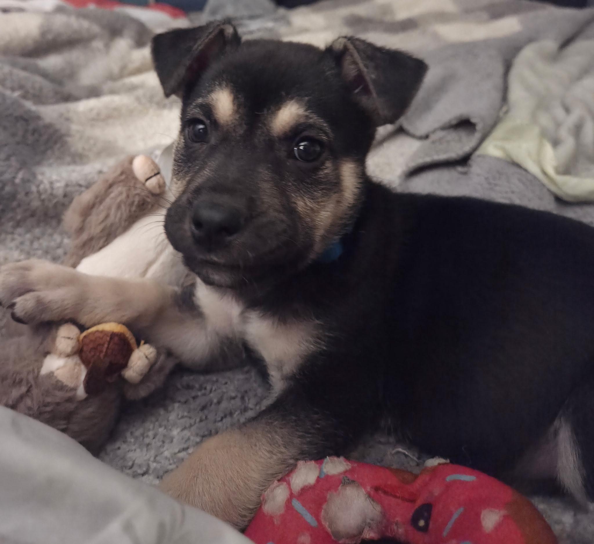Enlarge Kenji, a ADOPTABLE mixed breed in Jeffersonville, IN image 6/6