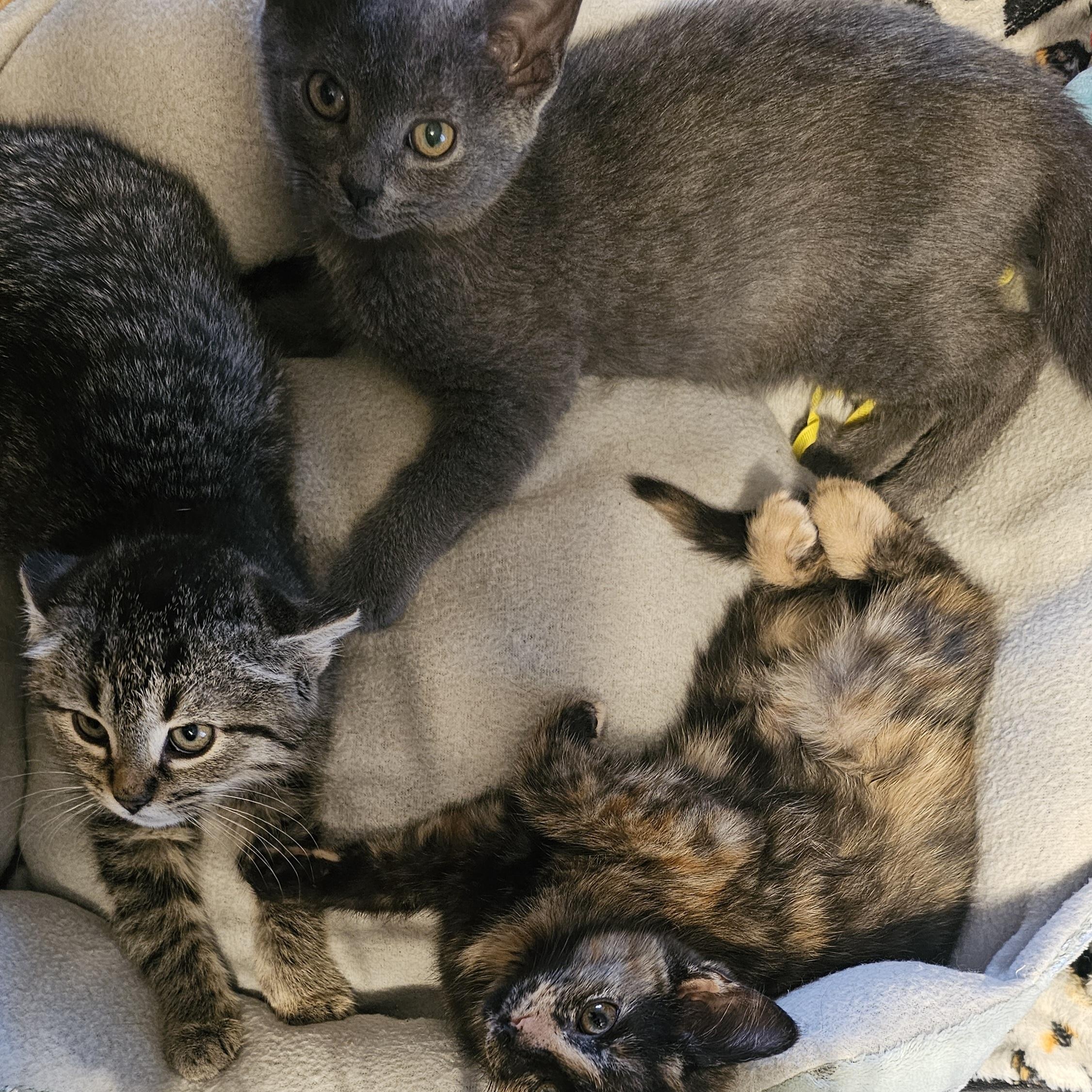 Enlarge Wonton, an adopted Domestic Short Hair in Tabor City, NC image 4/5