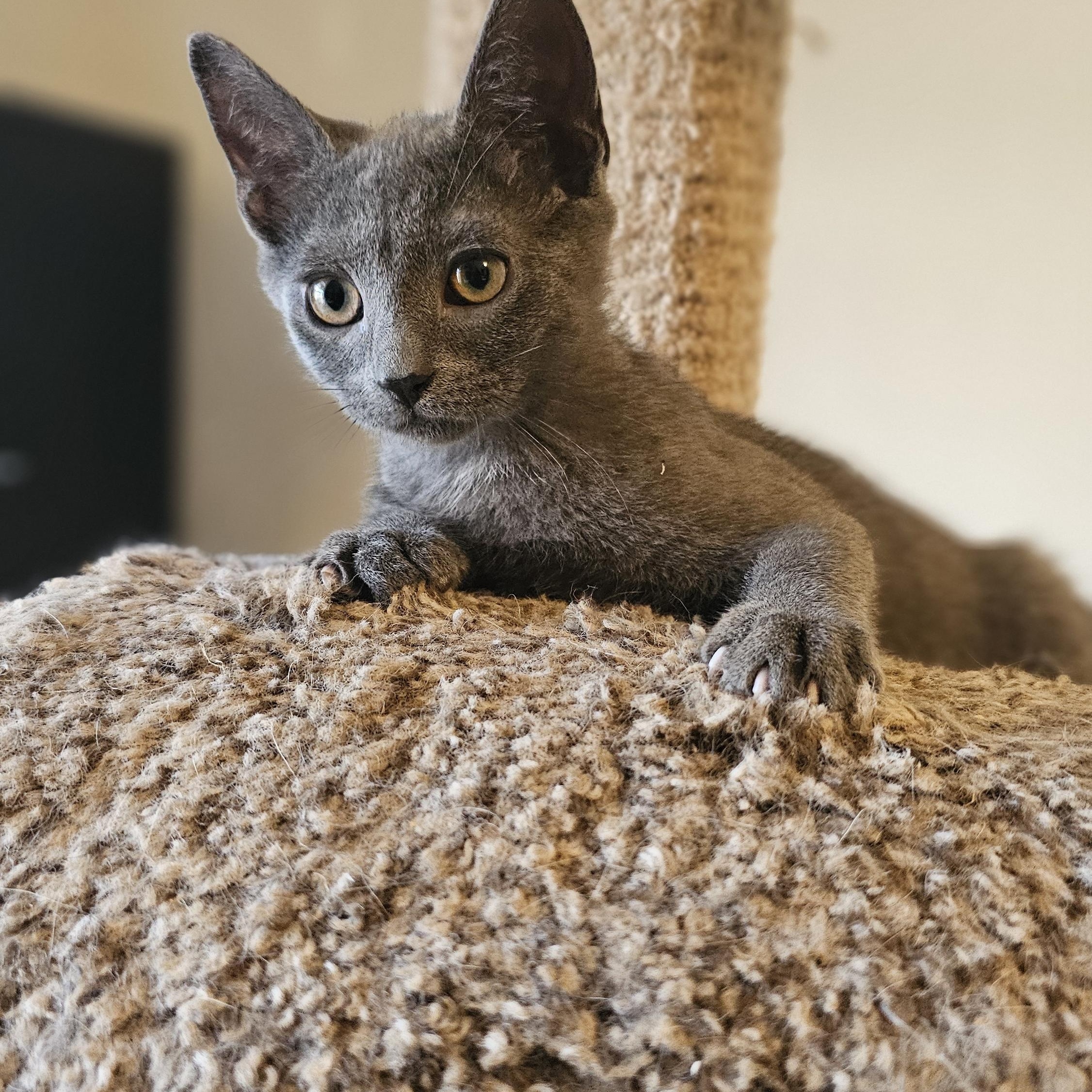 Enlarge Wonton, an adopted Domestic Short Hair in Tabor City, NC image 1/5