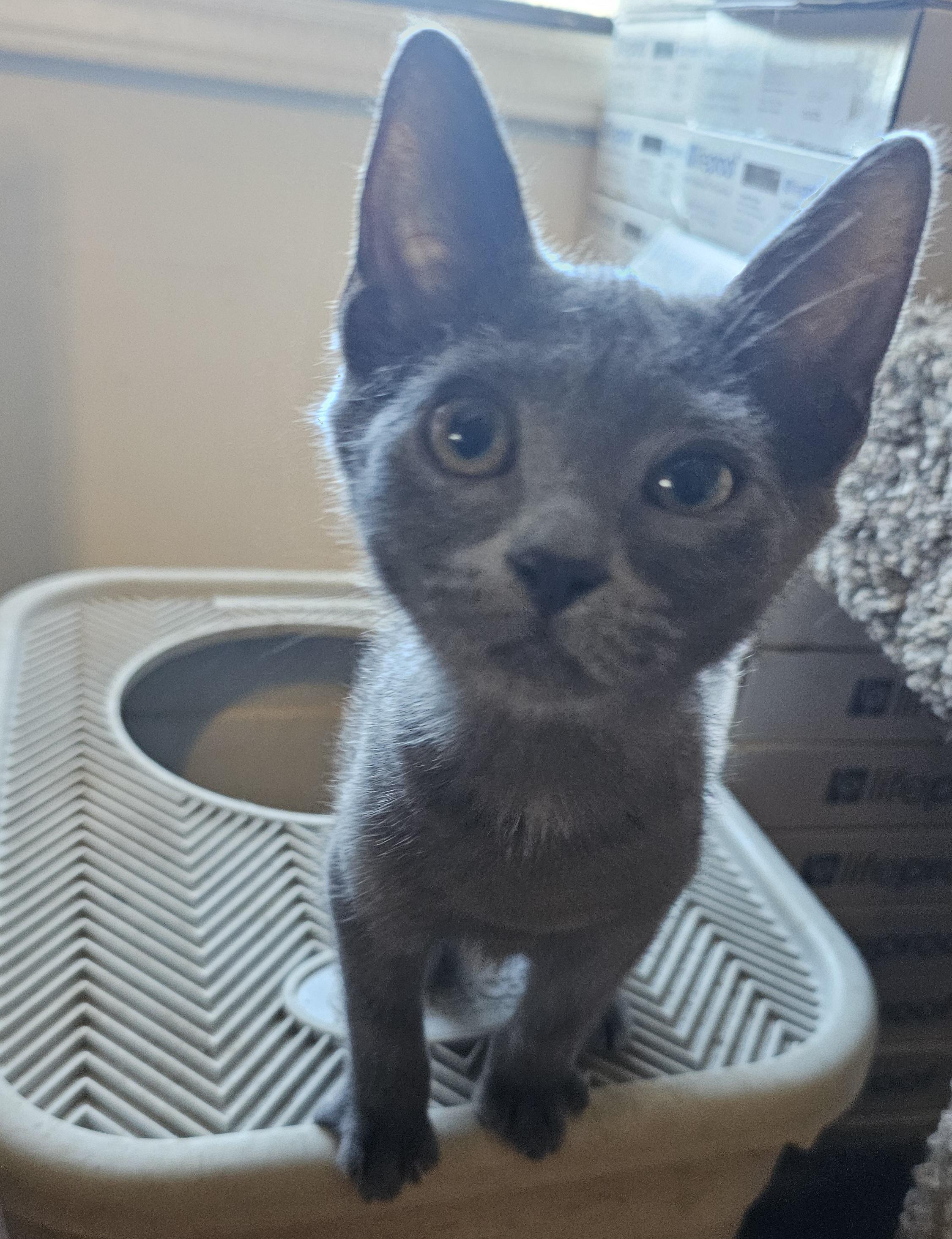 Enlarge Wonton, an adopted Domestic Short Hair in Tabor City, NC image 5/5