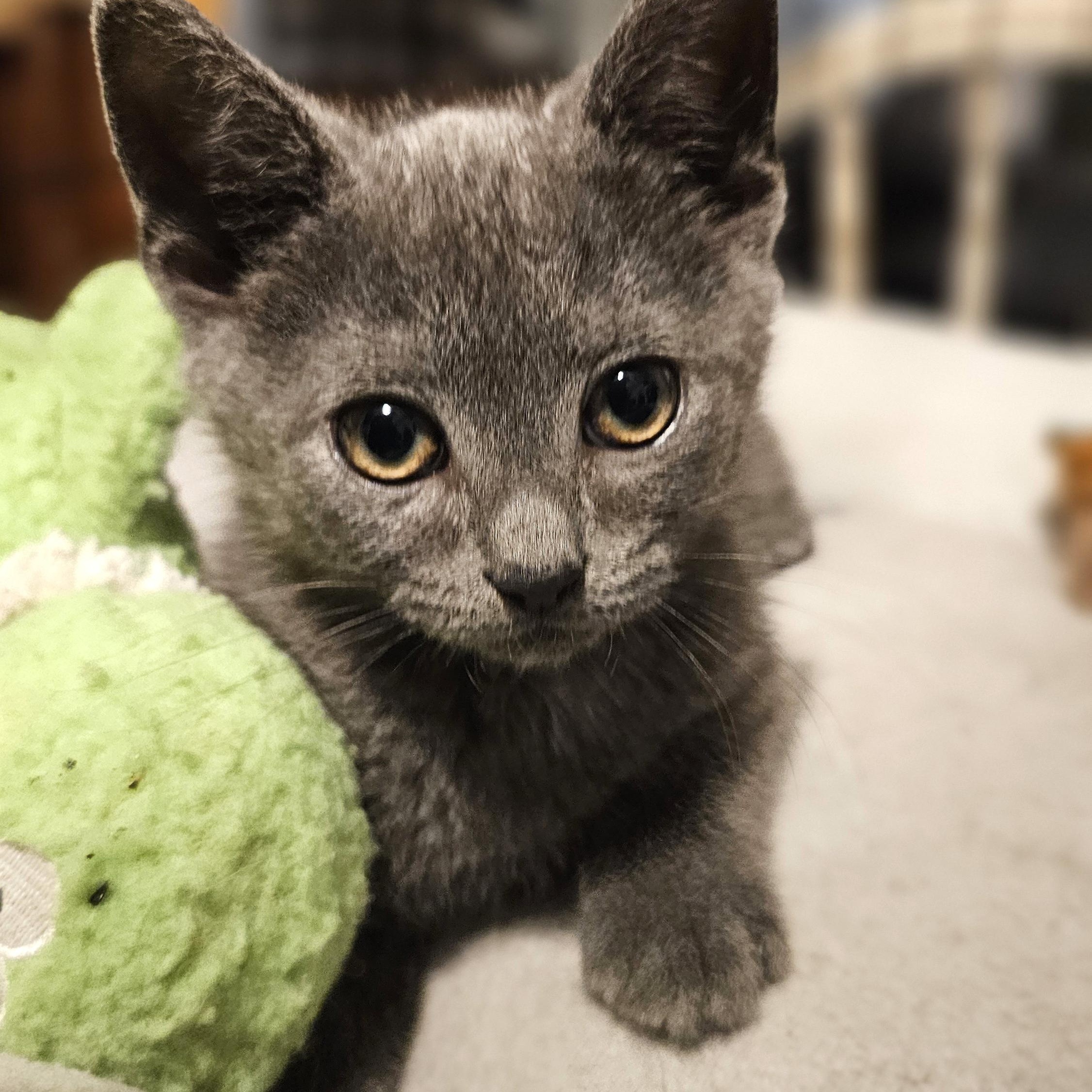 Enlarge Wonton, an adopted Domestic Short Hair in Tabor City, NC image 2/5