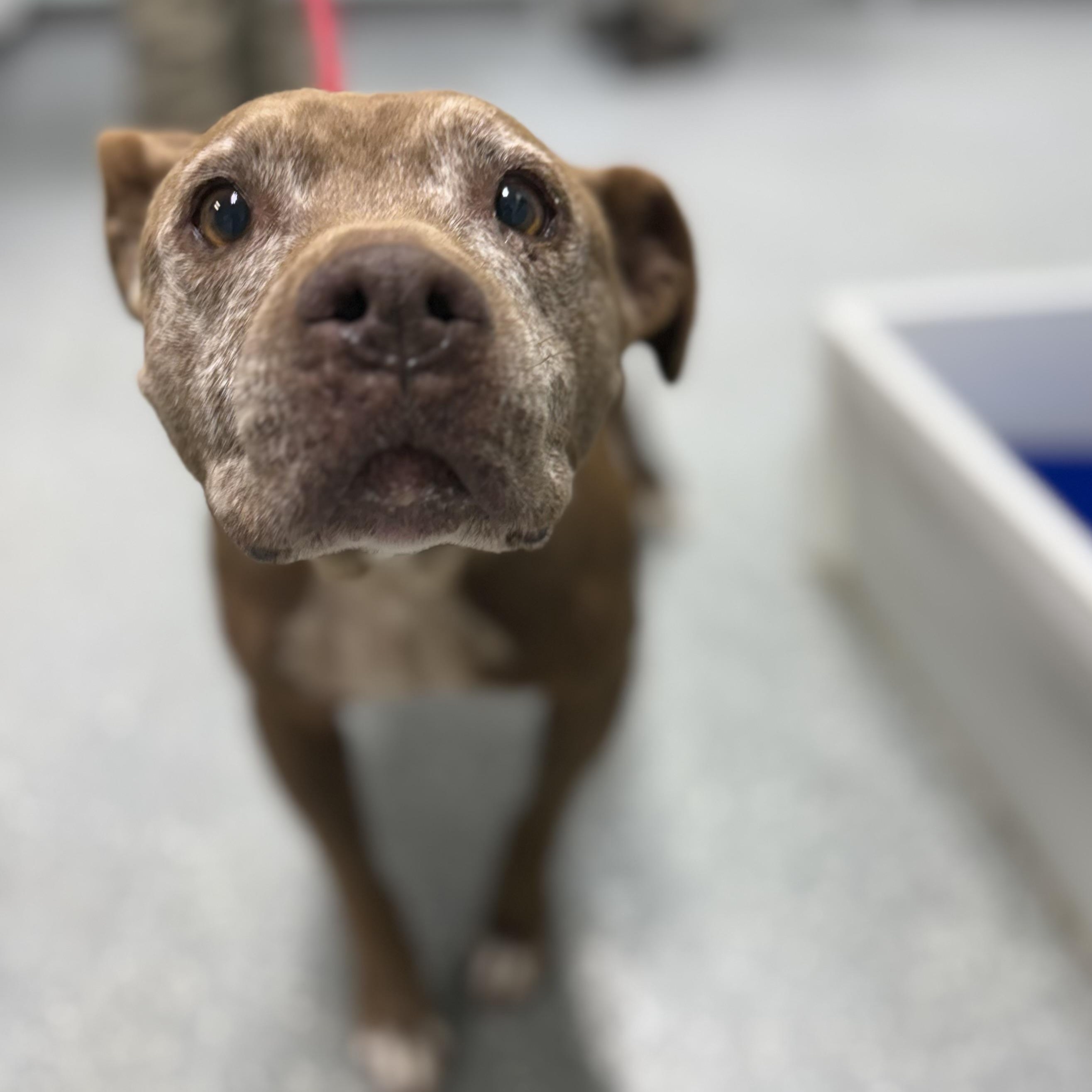 Enlarge Bess, a Adoptable mixed breed in Bardstown, KY image 5/6