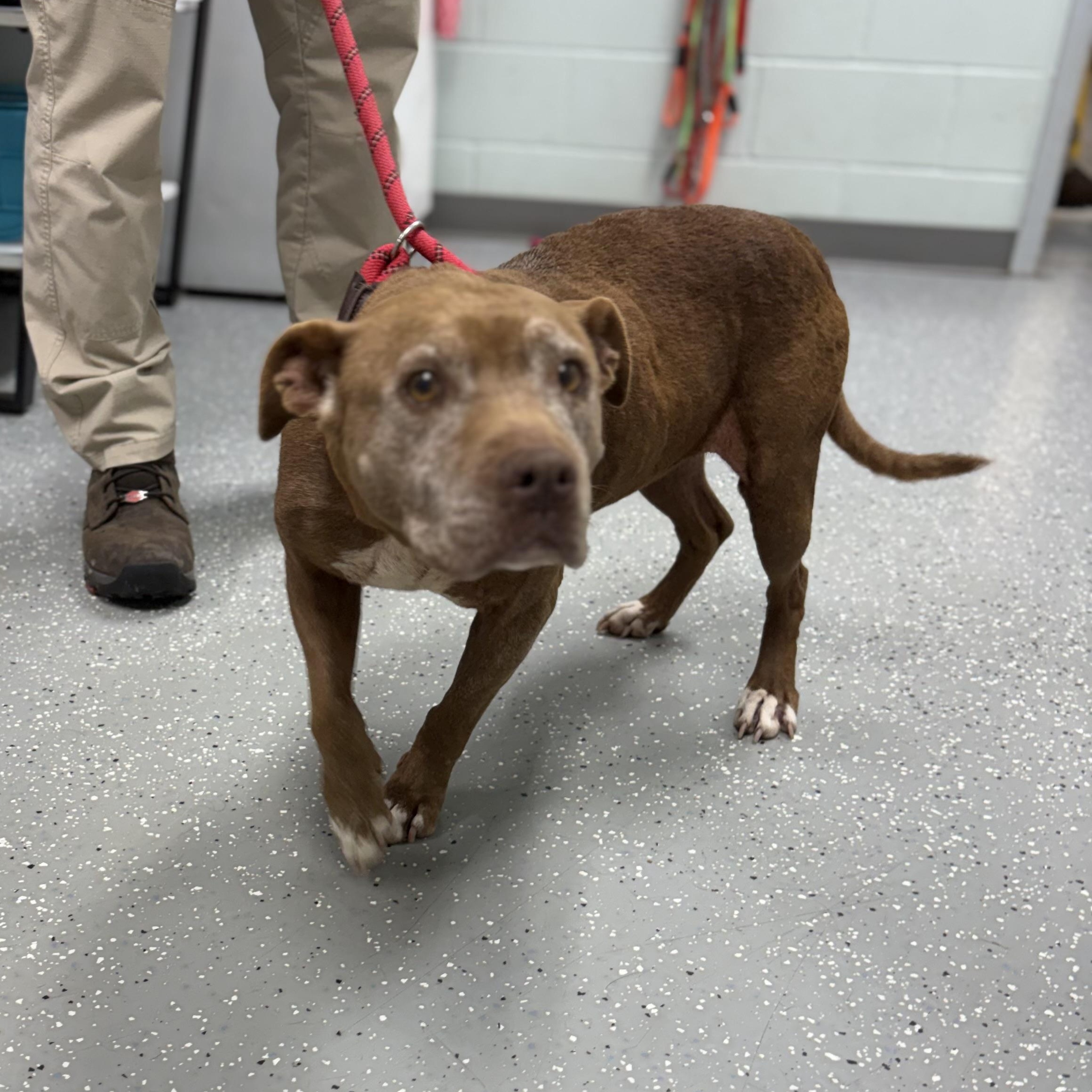Enlarge Bess, a Adoptable mixed breed in Bardstown, KY image 2/6