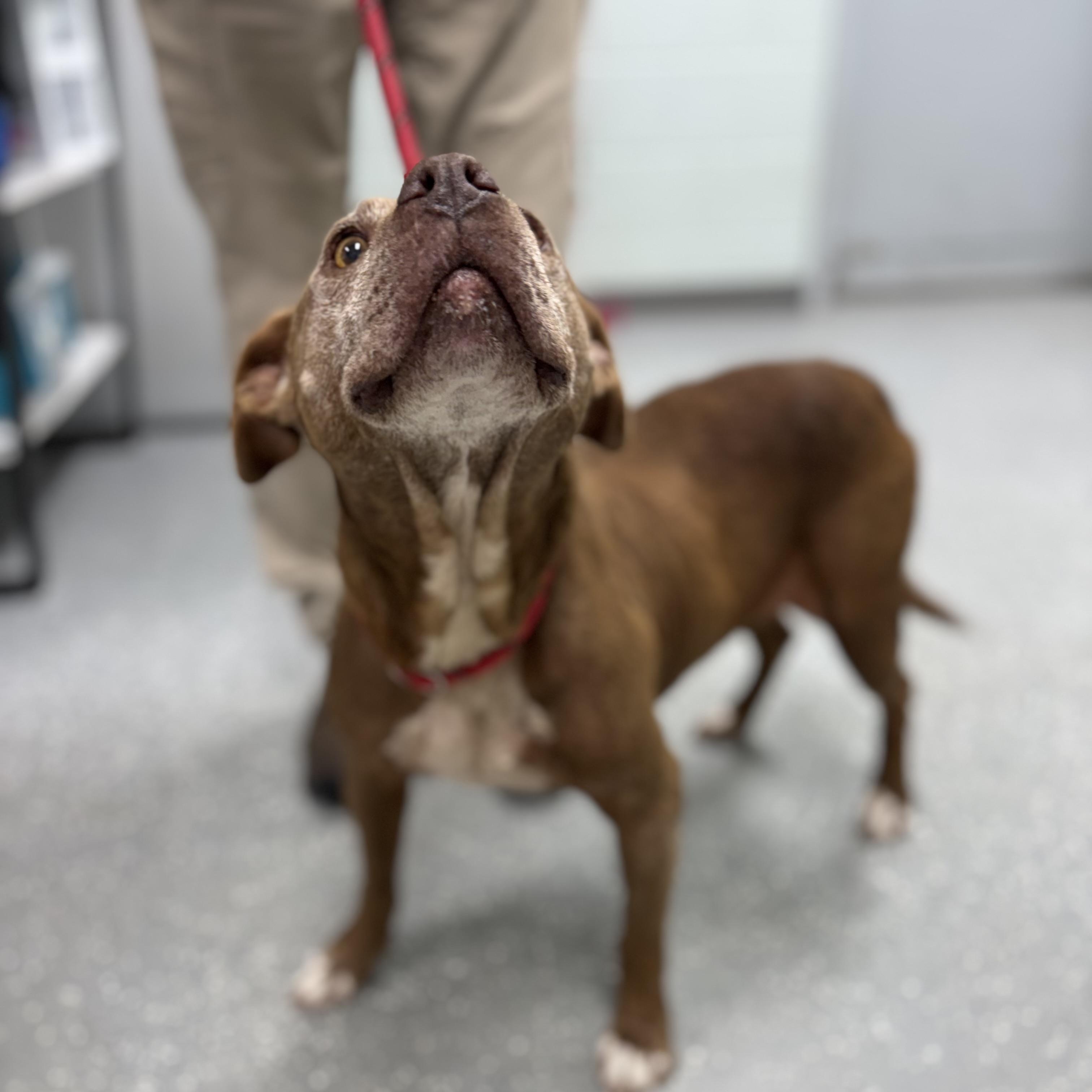 Enlarge Bess, a Adoptable mixed breed in Bardstown, KY image 4/6