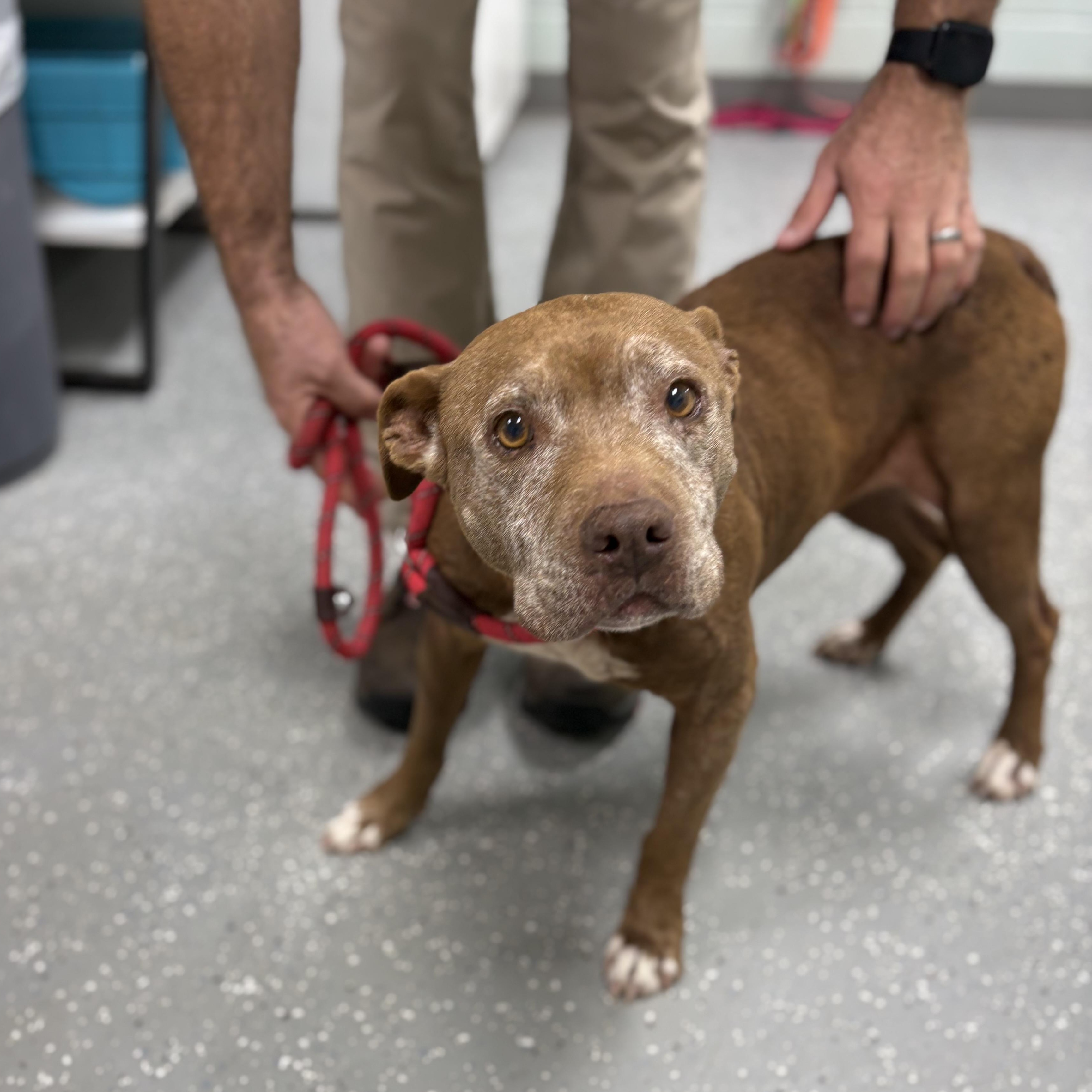 Enlarge Bess, a Adoptable mixed breed in Bardstown, KY image 1/6