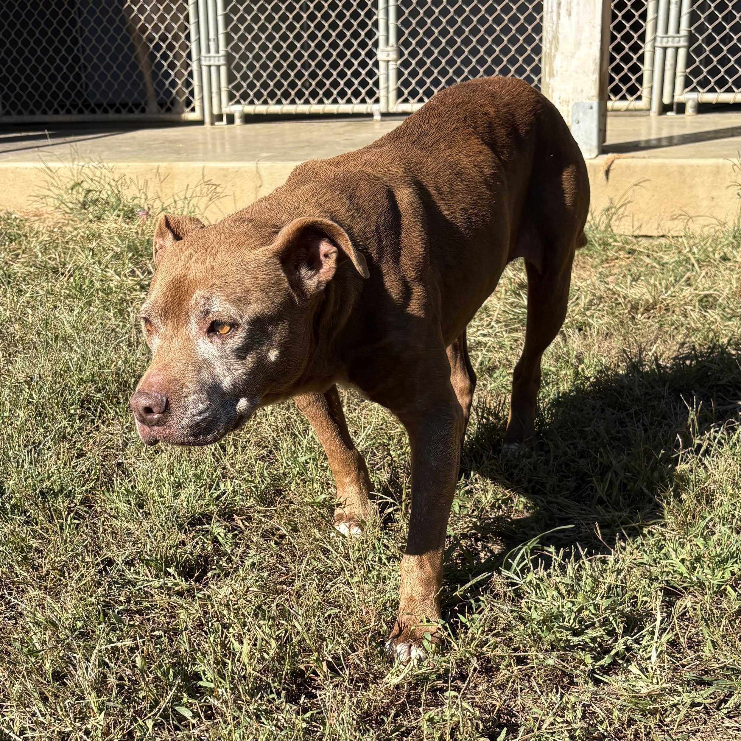 Enlarge Bess, a Adoptable mixed breed in Bardstown, KY image 6/6