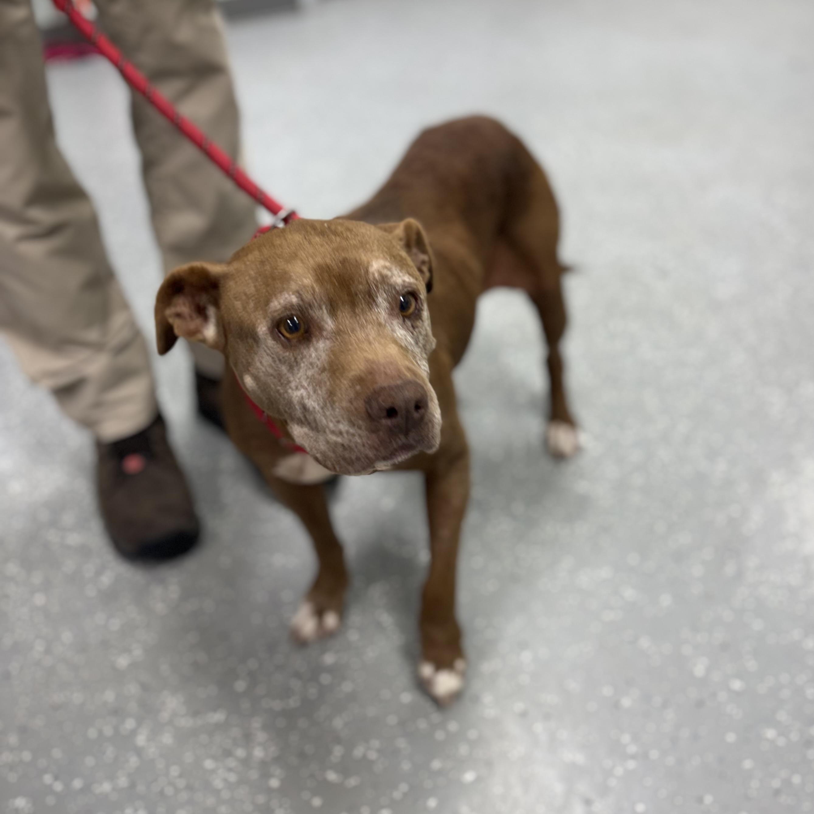 Enlarge Bess, a Adoptable mixed breed in Bardstown, KY image 3/6