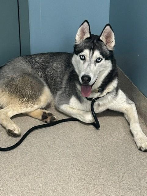 Enlarge KENZO, a Adoptable Siberian Husky in Newton, NC image 1/1