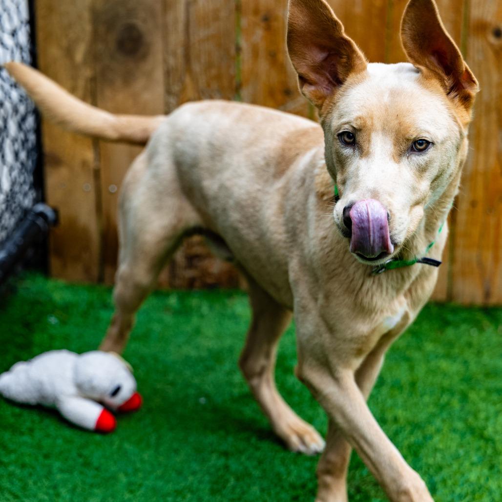 Welter, Adoptable, Young Male Labrador Retriever.
