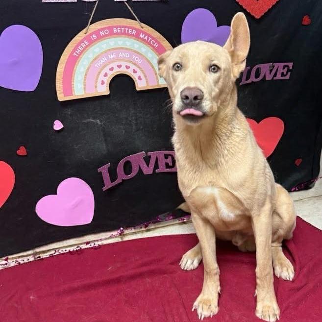 Enlarge Welter, a Adoptable mixed breed in Naperville, IL image 3/6