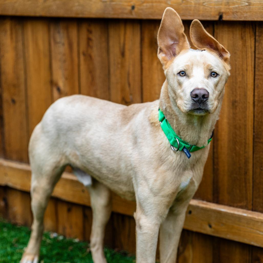 Enlarge Welter, a Adoptable mixed breed in Naperville, IL image 5/6