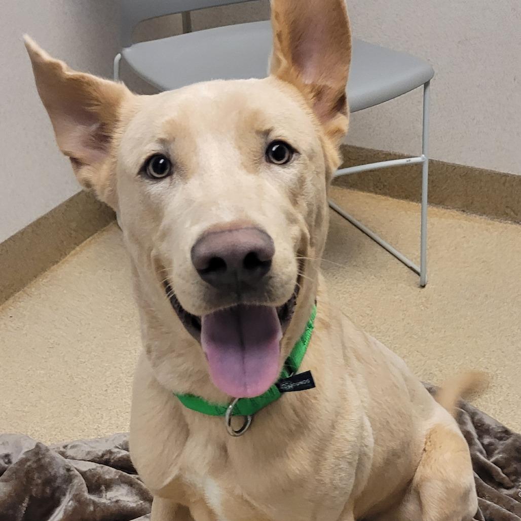 Enlarge Welter, a Adoptable mixed breed in Naperville, IL image 6/6