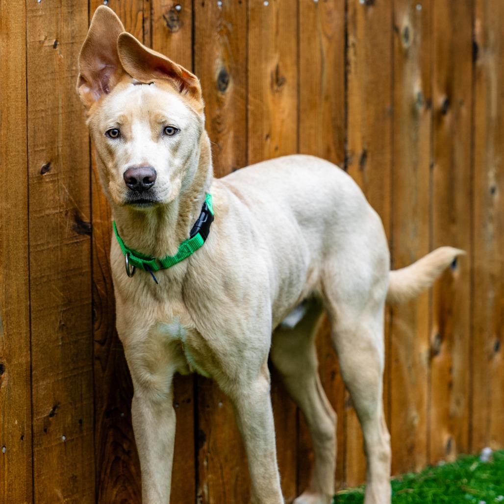 Enlarge Welter, a Adoptable mixed breed in Naperville, IL image 6/6
