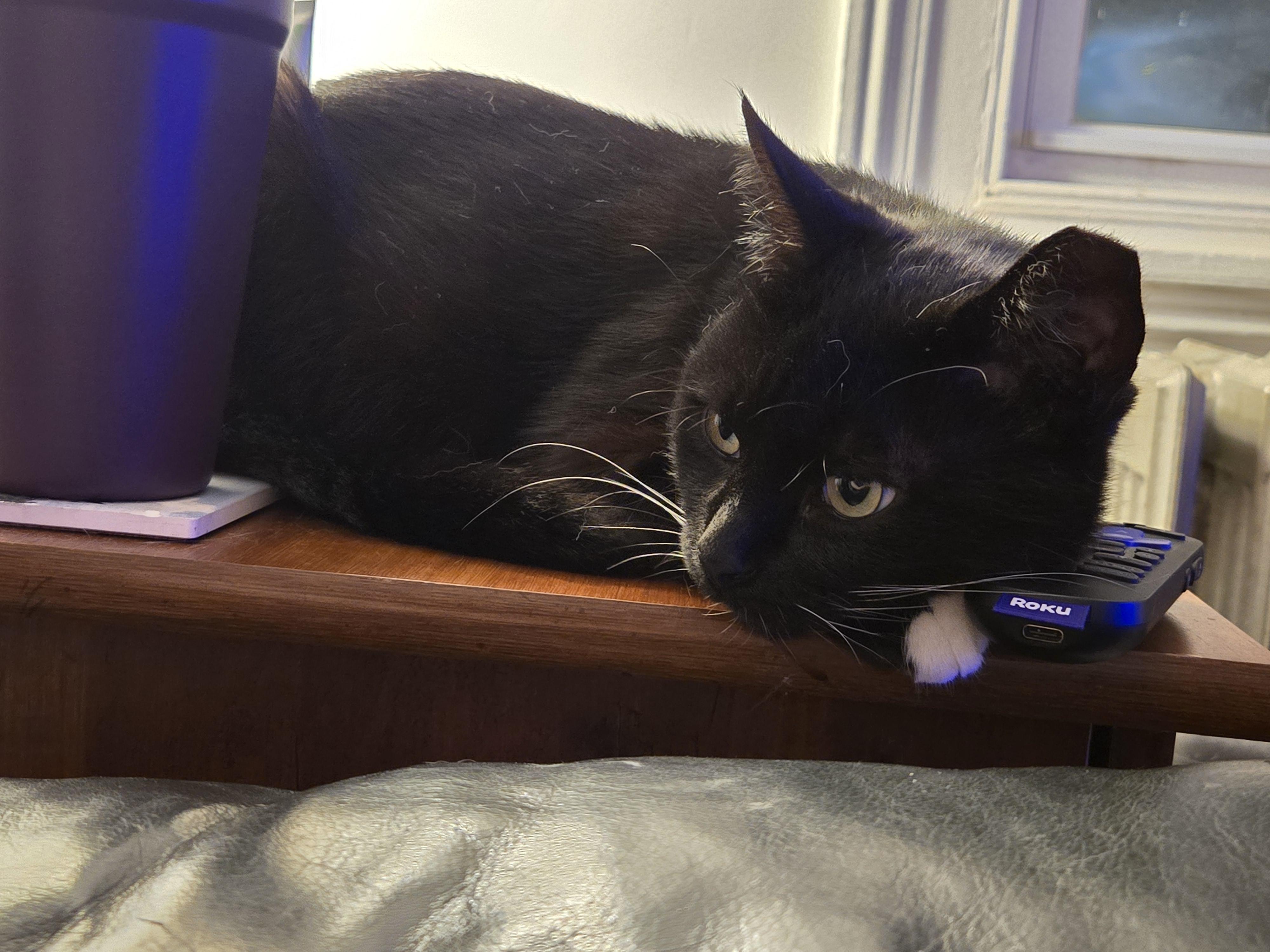 Enlarge Olive, a Adoptable Domestic Short Hair in Philadelphia, PA image 1/6