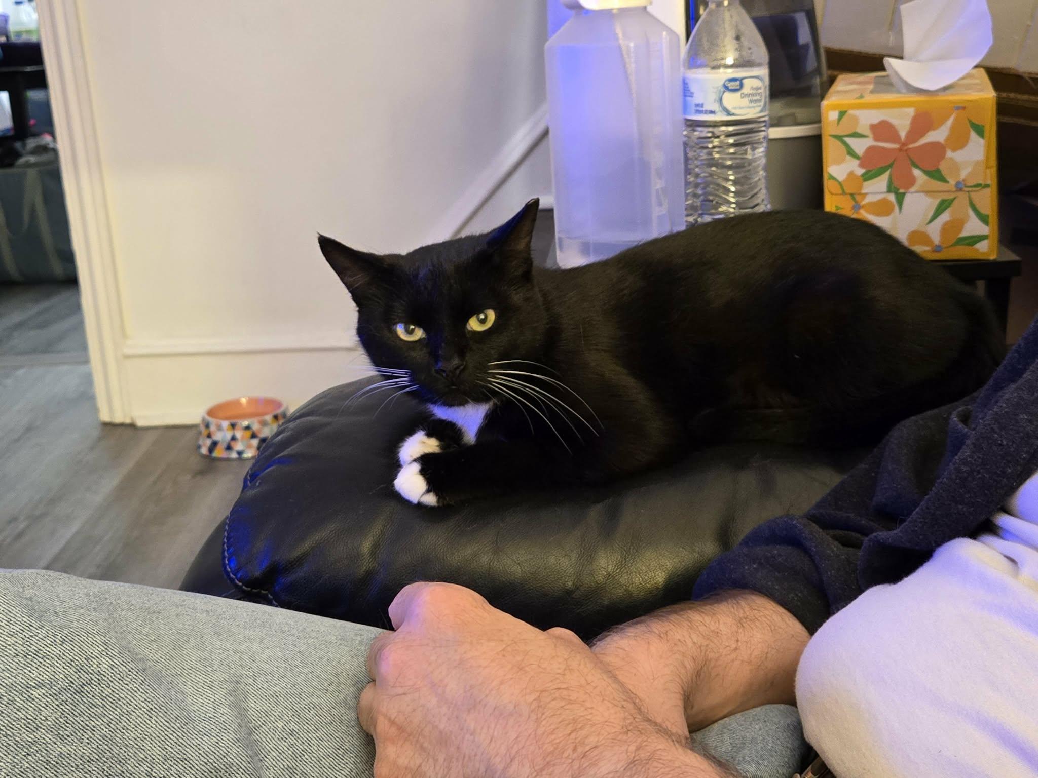 Enlarge Olive, a Adoptable Domestic Short Hair in Philadelphia, PA image 2/6