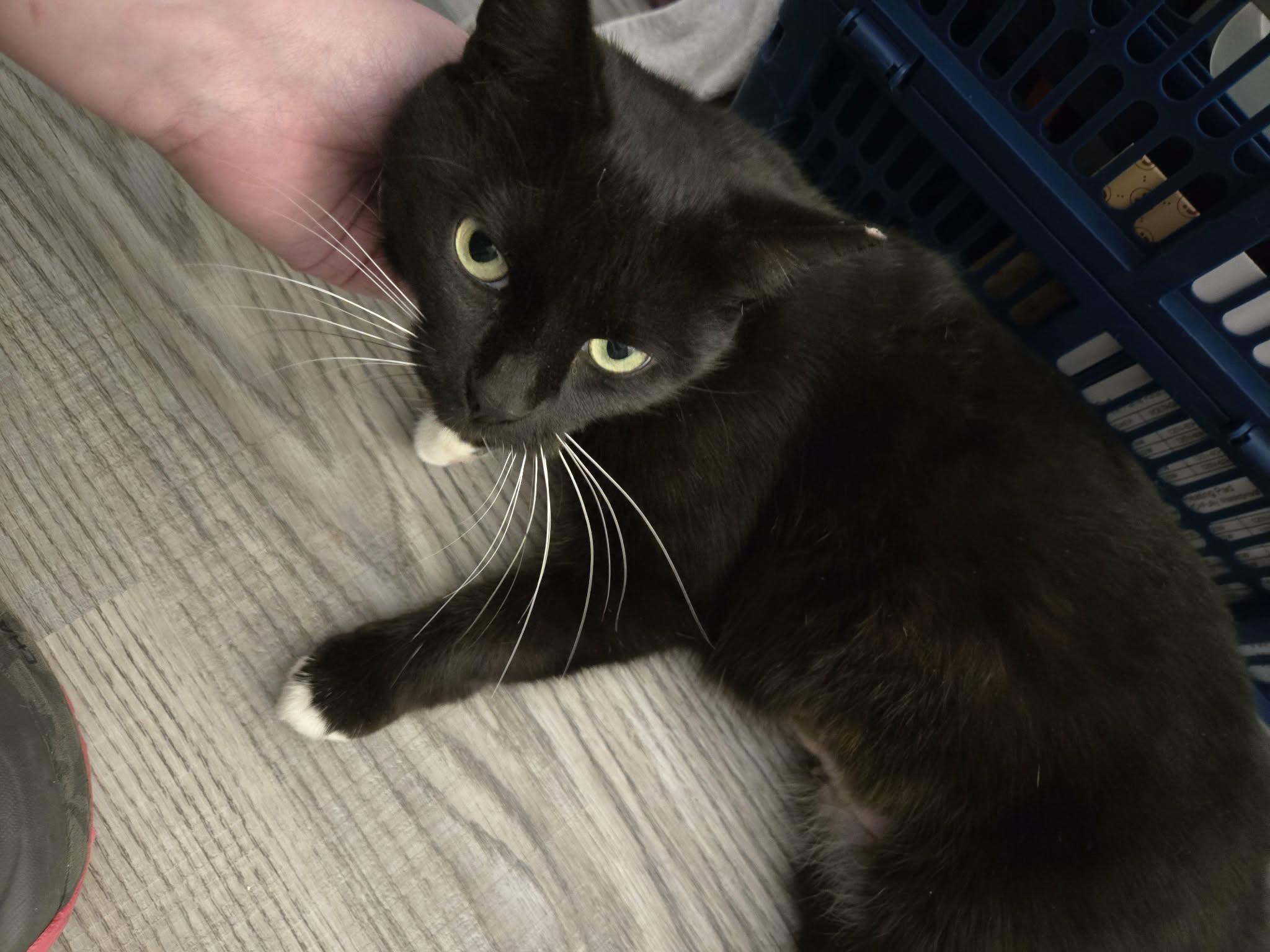 Enlarge Olive, a Adoptable Domestic Short Hair in Philadelphia, PA image 3/6