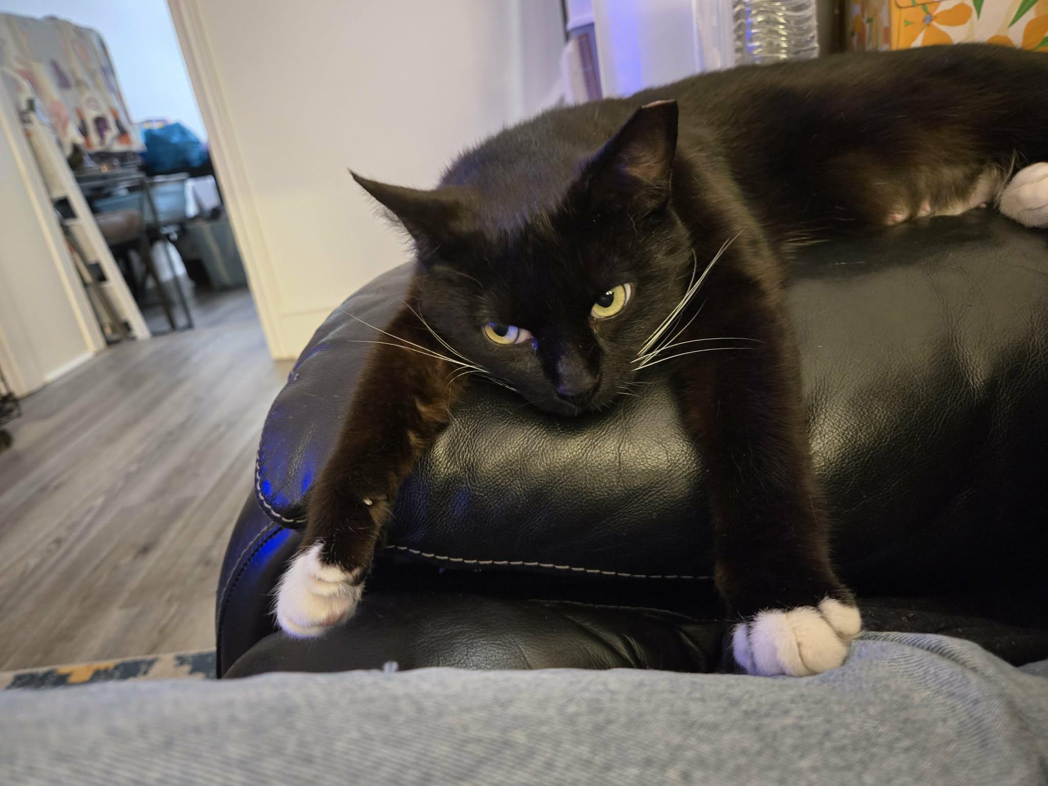 Enlarge Olive, a Adoptable Domestic Short Hair in Philadelphia, PA image 4/6