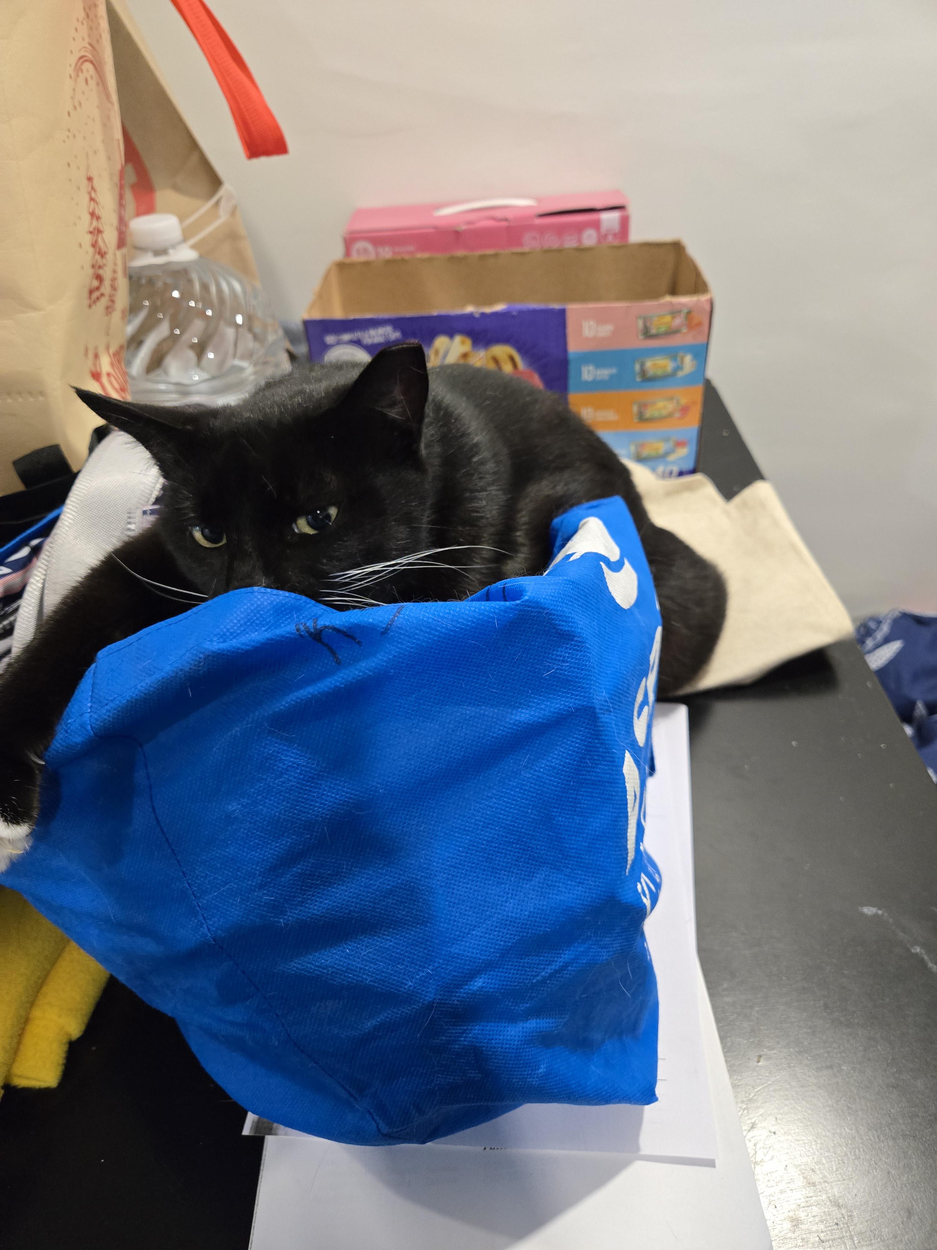 Enlarge Olive, a Adoptable Domestic Short Hair in Philadelphia, PA image 5/6