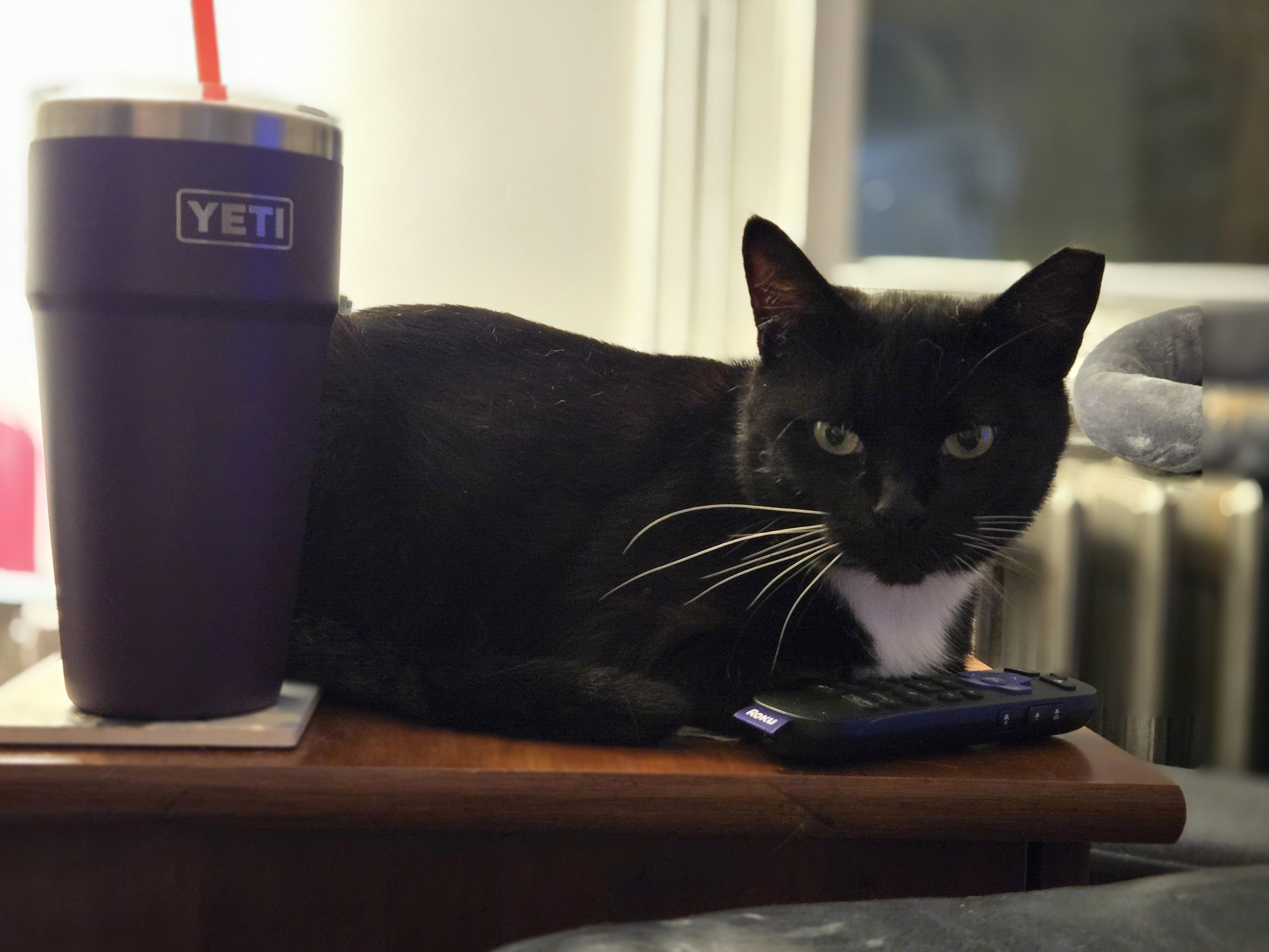 Enlarge Olive, a Adoptable Domestic Short Hair in Philadelphia, PA image 6/6