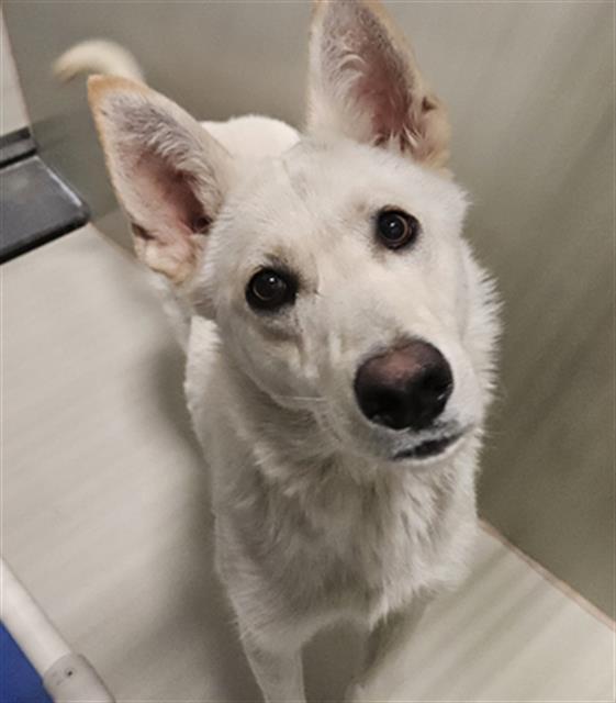 Boomer, an adopted German Shepherd Dog in Phoenix, AZ image 2/5
