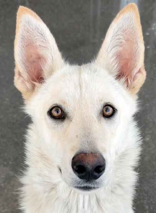 Boomer, an adopted German Shepherd Dog in Phoenix, AZ image 1/5