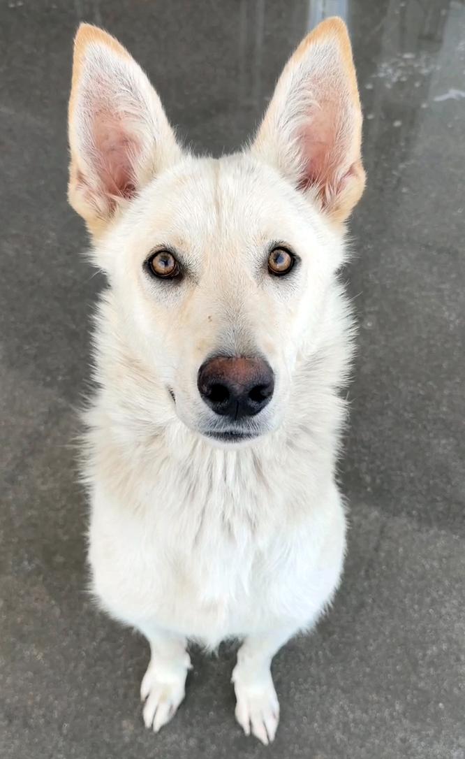 Boomer, an adopted German Shepherd Dog in Phoenix, AZ image 5/5