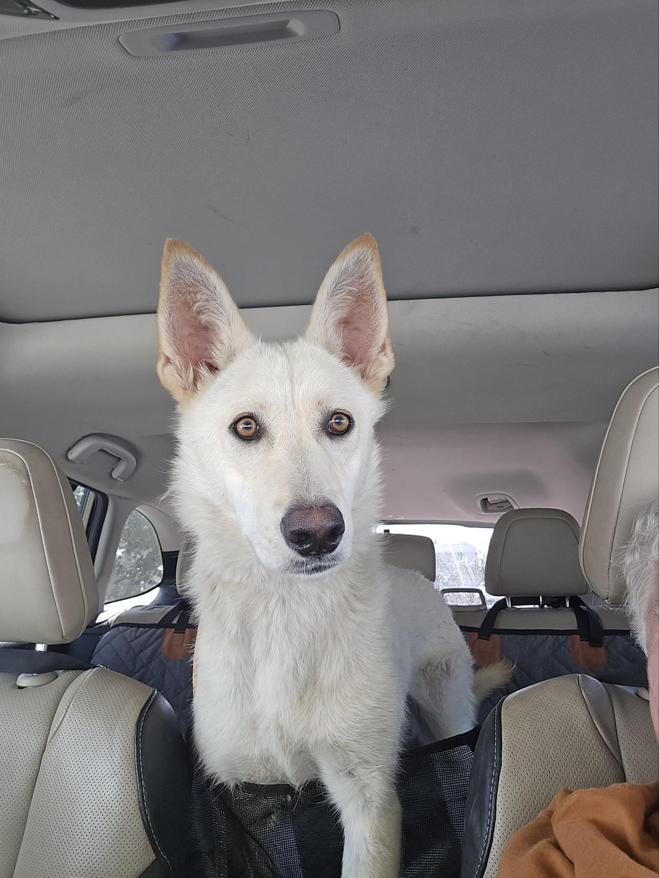 Boomer, an adopted German Shepherd Dog in Phoenix, AZ image 3/5