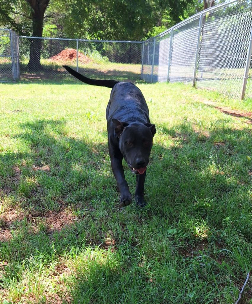 Shade, Adoptable, Young Female Labrador Retriever.