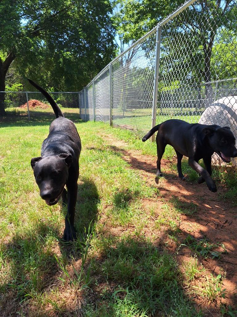 Shade, a Adoptable Labrador Retriever in Noble, OK image 2/3