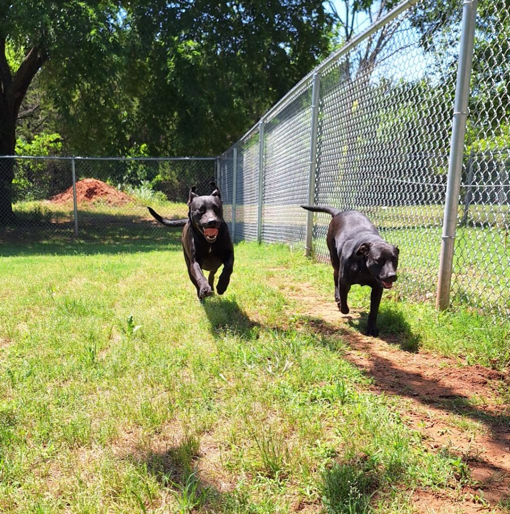 Shade, a Adoptable Labrador Retriever in Noble, OK image 3/3