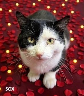 Enlarge SOX, a Adoptable Domestic Short Hair in Frisco, CO image 1/1