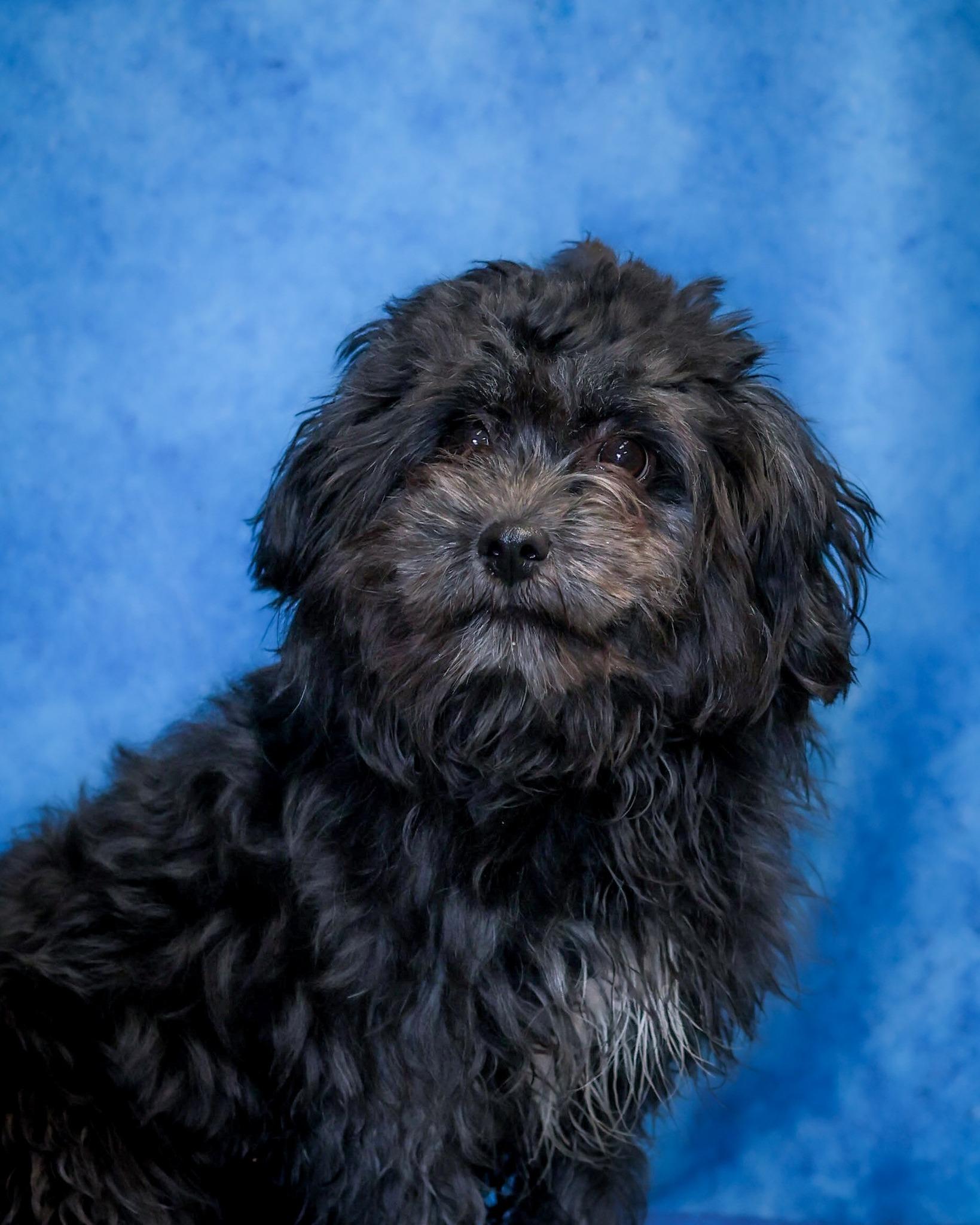 SWEE CAROLINE (0431), adopted, Young Female Poodle.