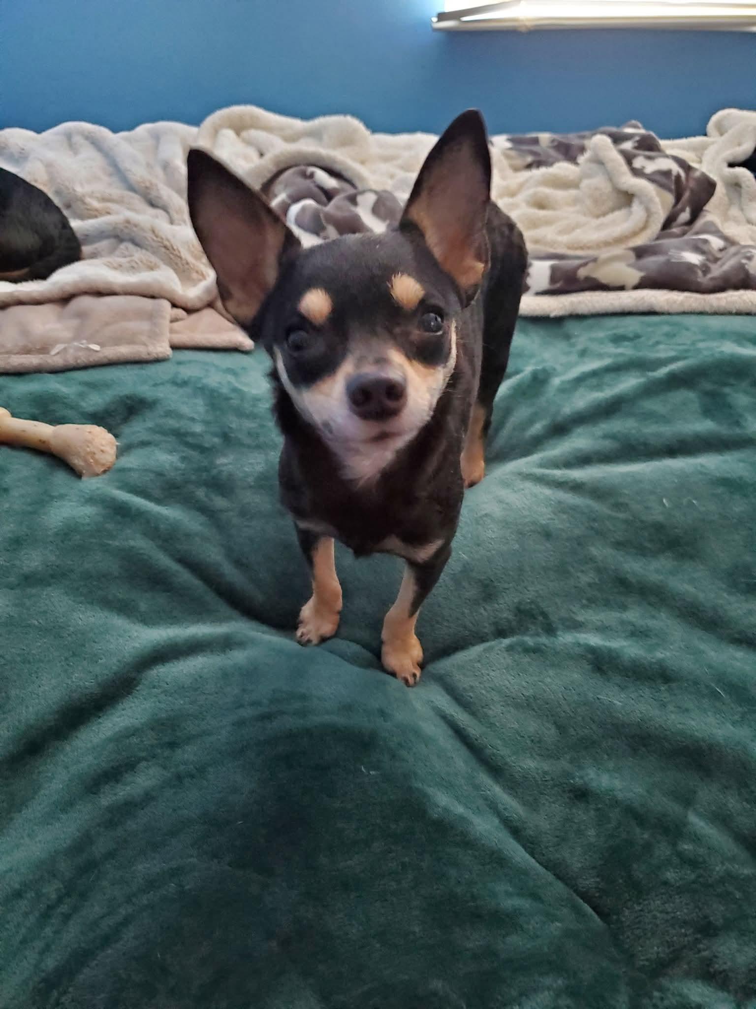 Cindy, ADOPTABLE, Young Female Chihuahua.