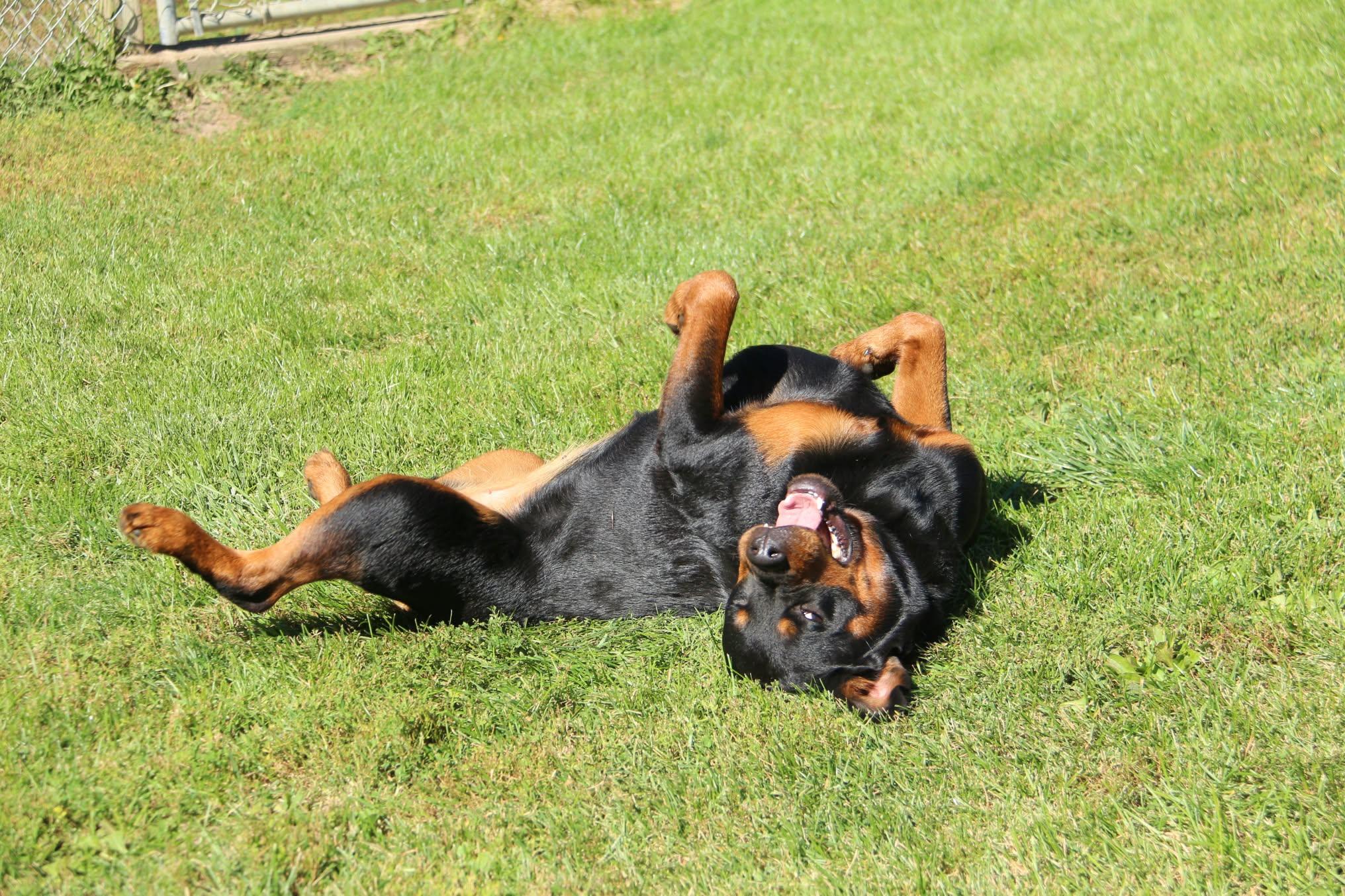 Enlarge Bella Donna, a Adoptable Rottweiler in Appin, ON image 4/4