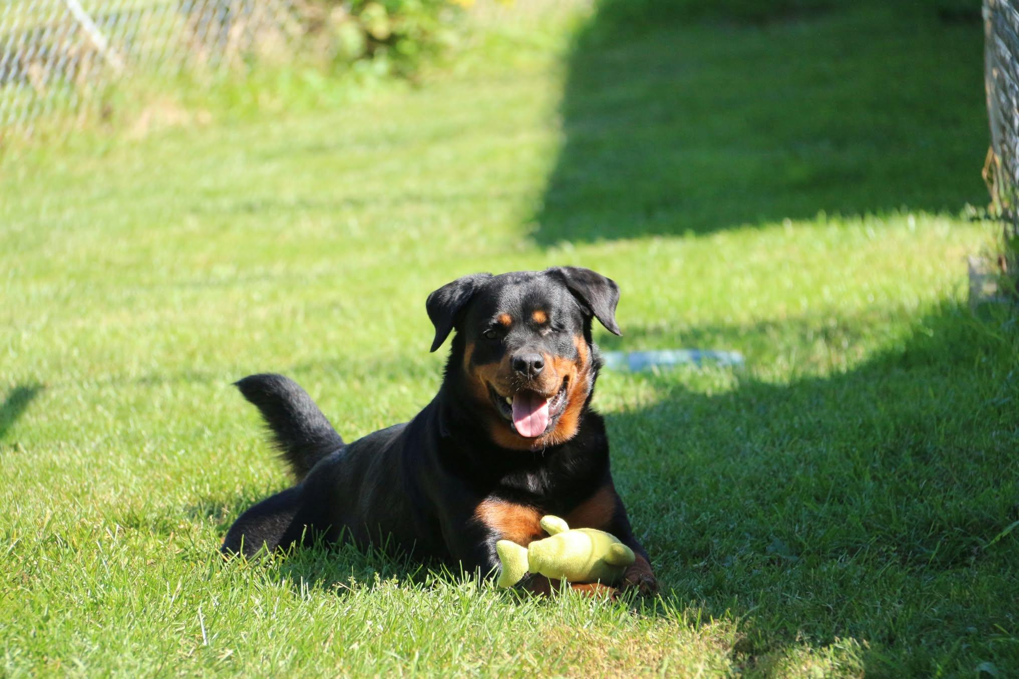 Enlarge Bella Donna, a Adoptable Rottweiler in Appin, ON image 3/4