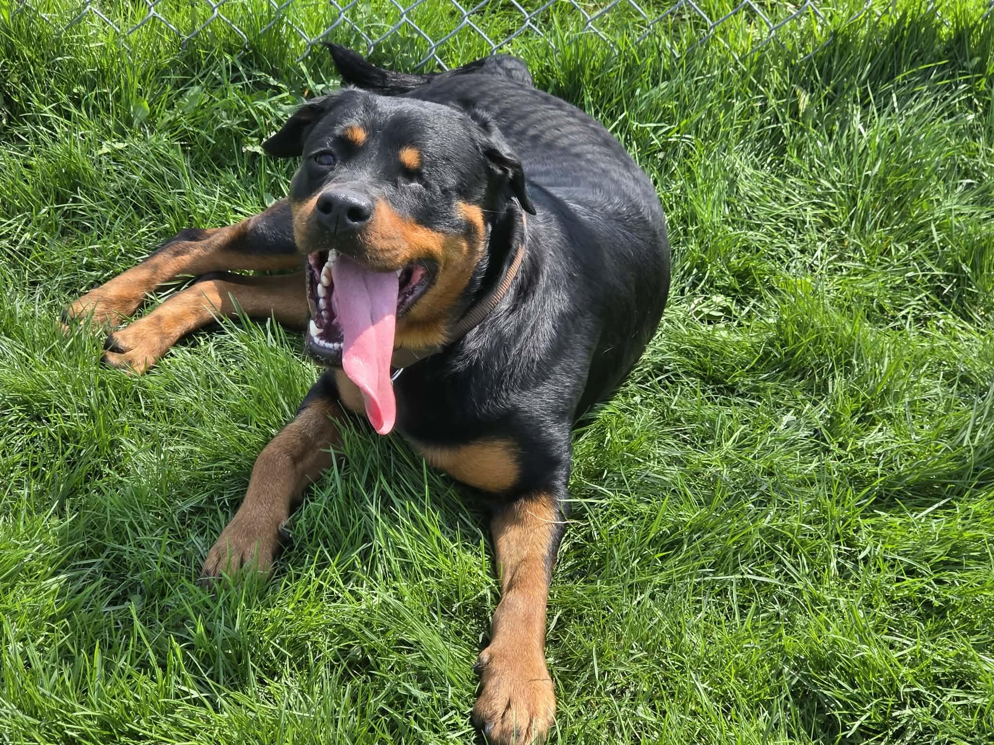 Donna, ADOPTABLE, Adult Female Rottweiler.