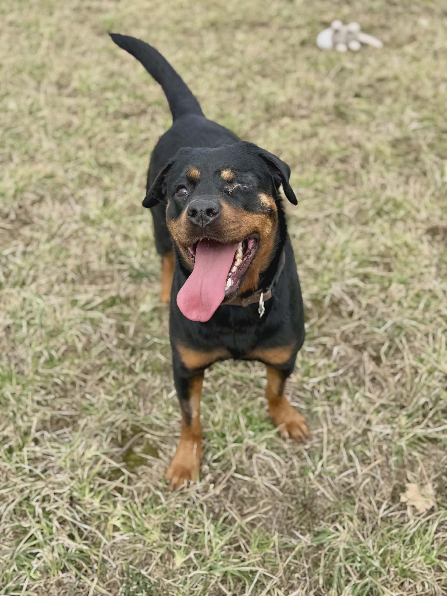 Enlarge Donna, a ADOPTABLE Rottweiler in Appin, ON image 4/6