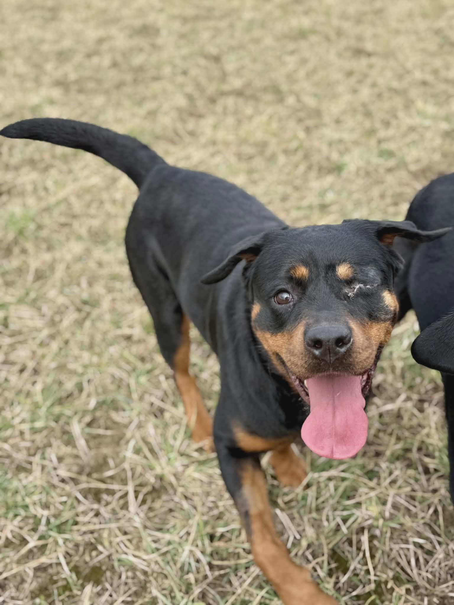 Enlarge Donna, a ADOPTABLE Rottweiler in Appin, ON image 1/6