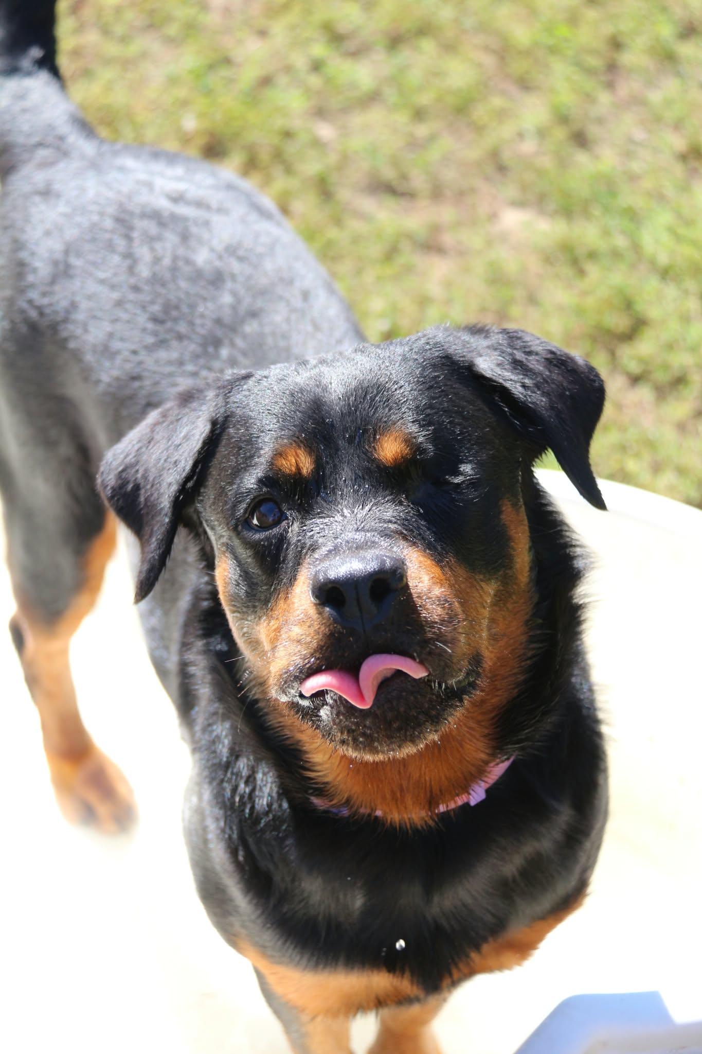 Bella Donna, Adoptable, Adult Female Rottweiler.