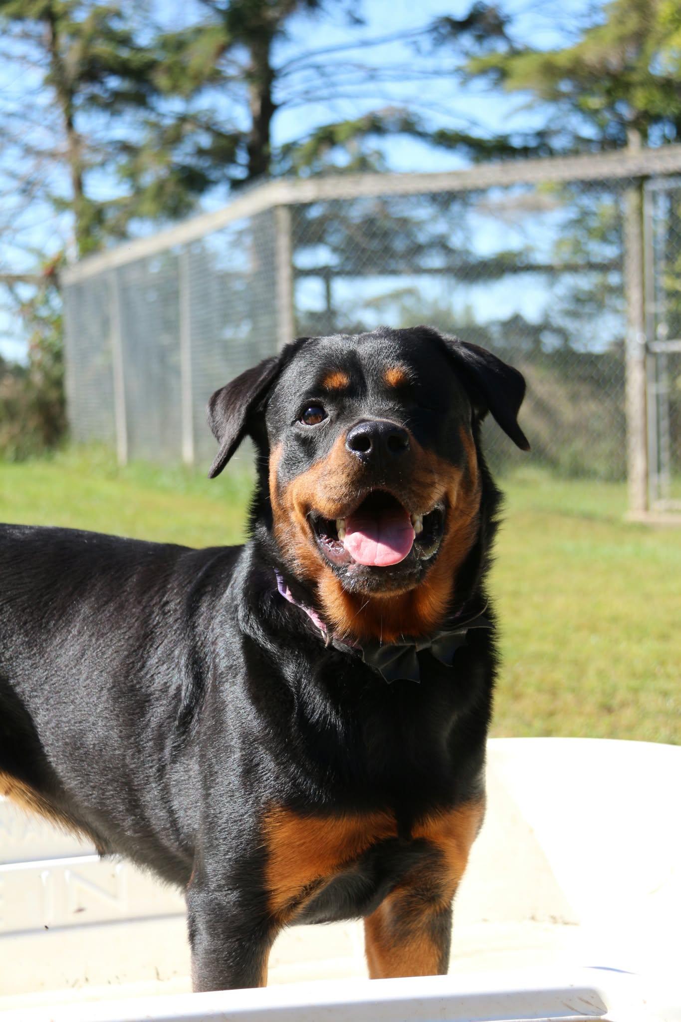 Enlarge Bella Donna, a Adoptable Rottweiler in Appin, ON image 2/4