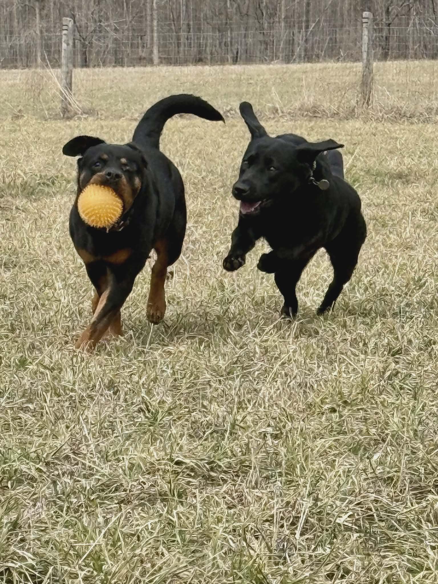 Enlarge Donna, a ADOPTABLE Rottweiler in Appin, ON image 3/6
