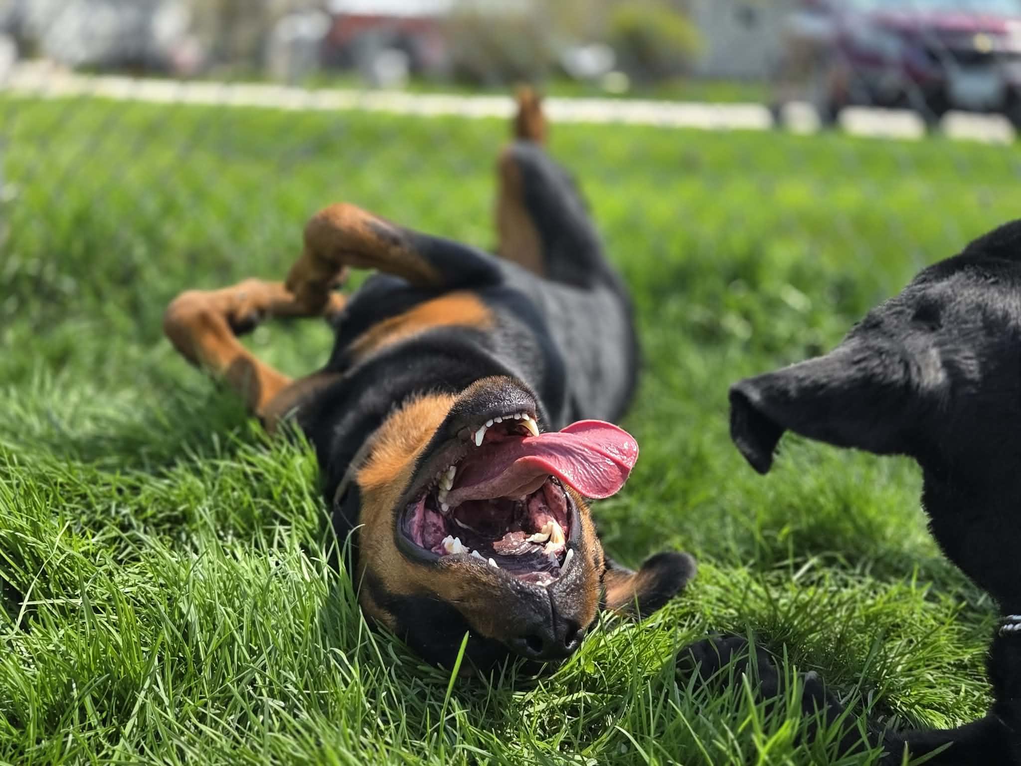 Donna, a ADOPTABLE Rottweiler in Appin, ON image 5/6