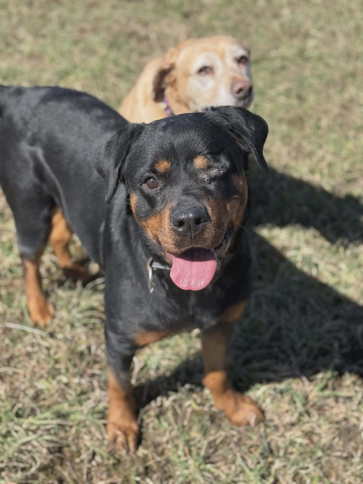 Enlarge Donna, a ADOPTABLE Rottweiler in Appin, ON image 6/6
