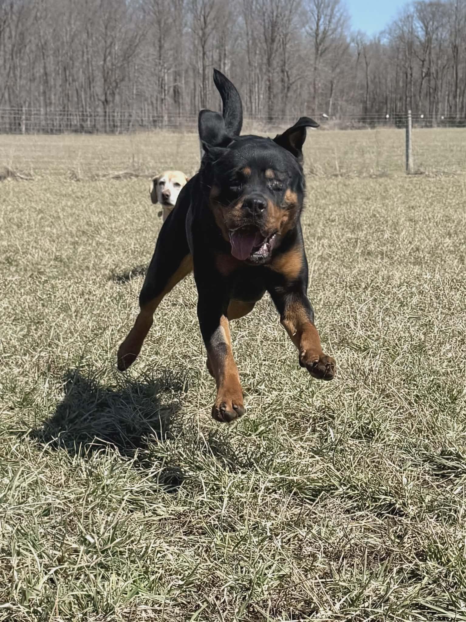 Enlarge Donna, a ADOPTABLE Rottweiler in Appin, ON image 5/6