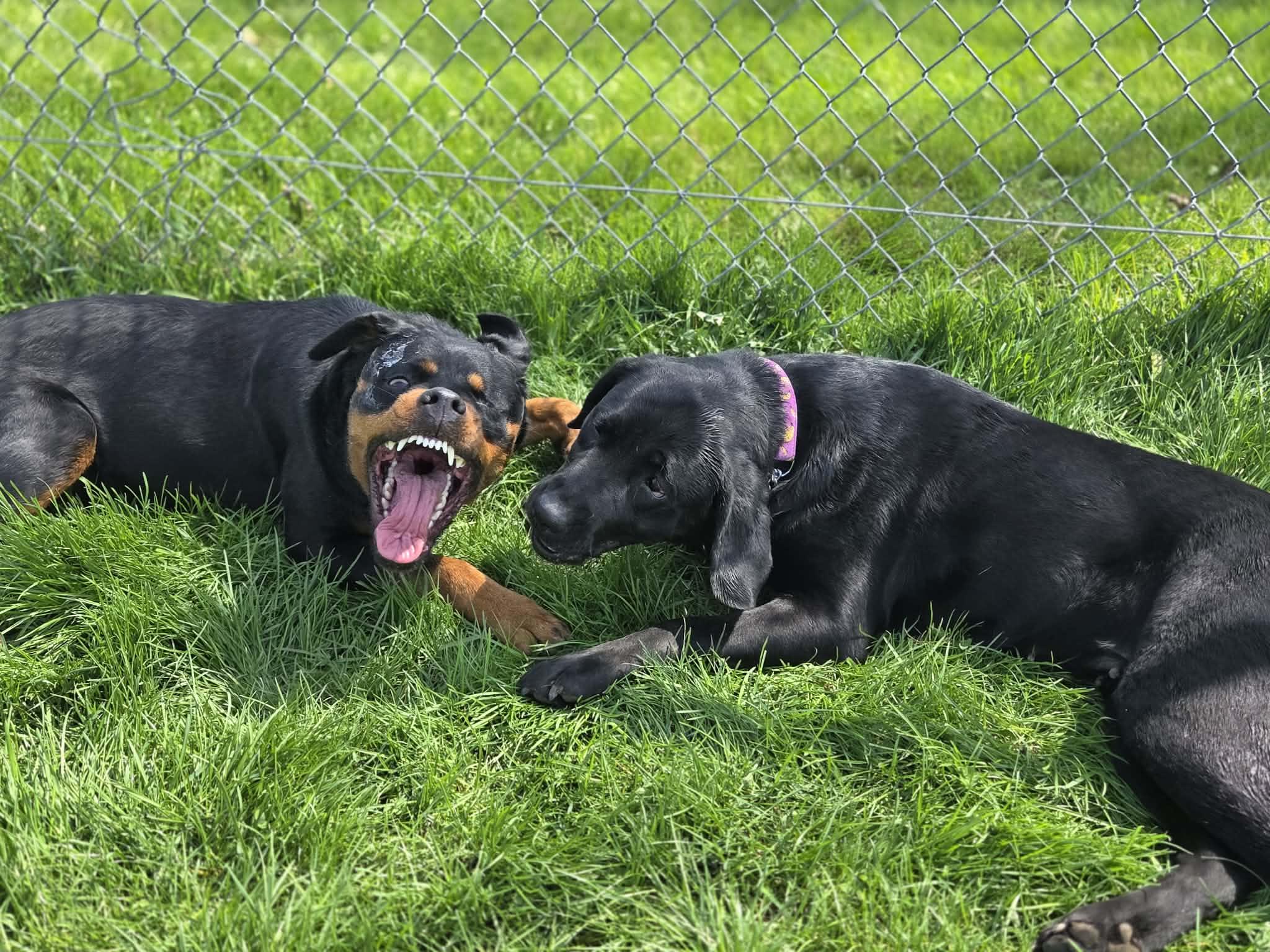 Donna, a ADOPTABLE Rottweiler in Appin, ON image 6/6