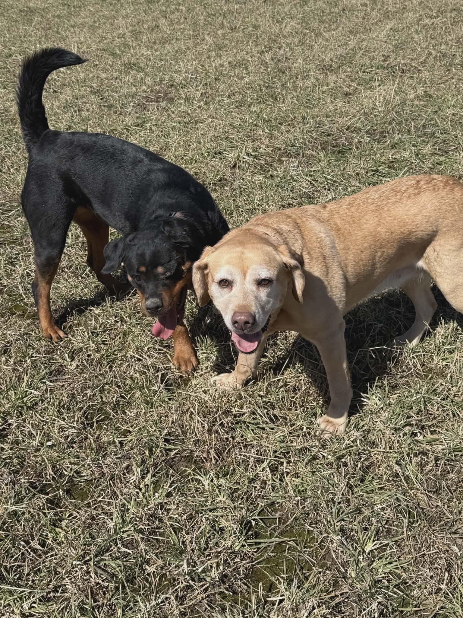 Enlarge Donna, a ADOPTABLE Rottweiler in Appin, ON image 2/6