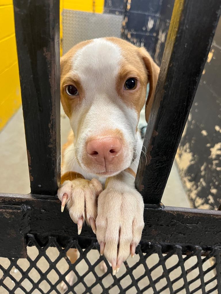 Enlarge Hobo, a Adoptable mixed breed in Murray, KY image 1/2